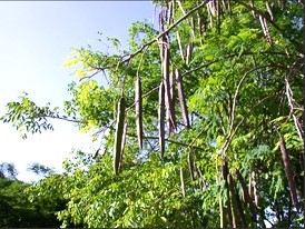 Mature tree ready to be harvested